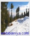 1397252809_shimla-1.jpg