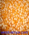 1720044902_Maize.jpg