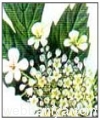 ayurvedic-products10132.jpg
