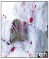bed-linen478.jpg