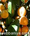 Webbaniya.com - B2B MarketPlace
