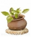 certified-organic-basil-(tulsi)-seeds12683.jpg