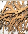 cordyceps-sinensis-extract---polysaccharides-&-cordycepic-acid15993.jpg