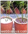 decorative-stones9472.jpg