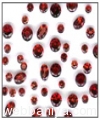 garnet-stone3581.jpg