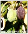 jatropha-seedlings2161.jpg