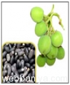 jatropha2162.jpg