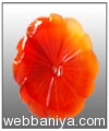 orange-crystal-stone8395.jpg