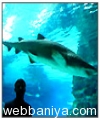 public-aquarium9870.jpg