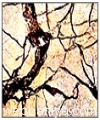 rain-forest-marble4543.jpg