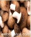shitake-mushroom-extract--polysaccharides15991.jpg