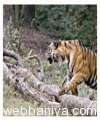 wildlife-safari-specials14681.jpg